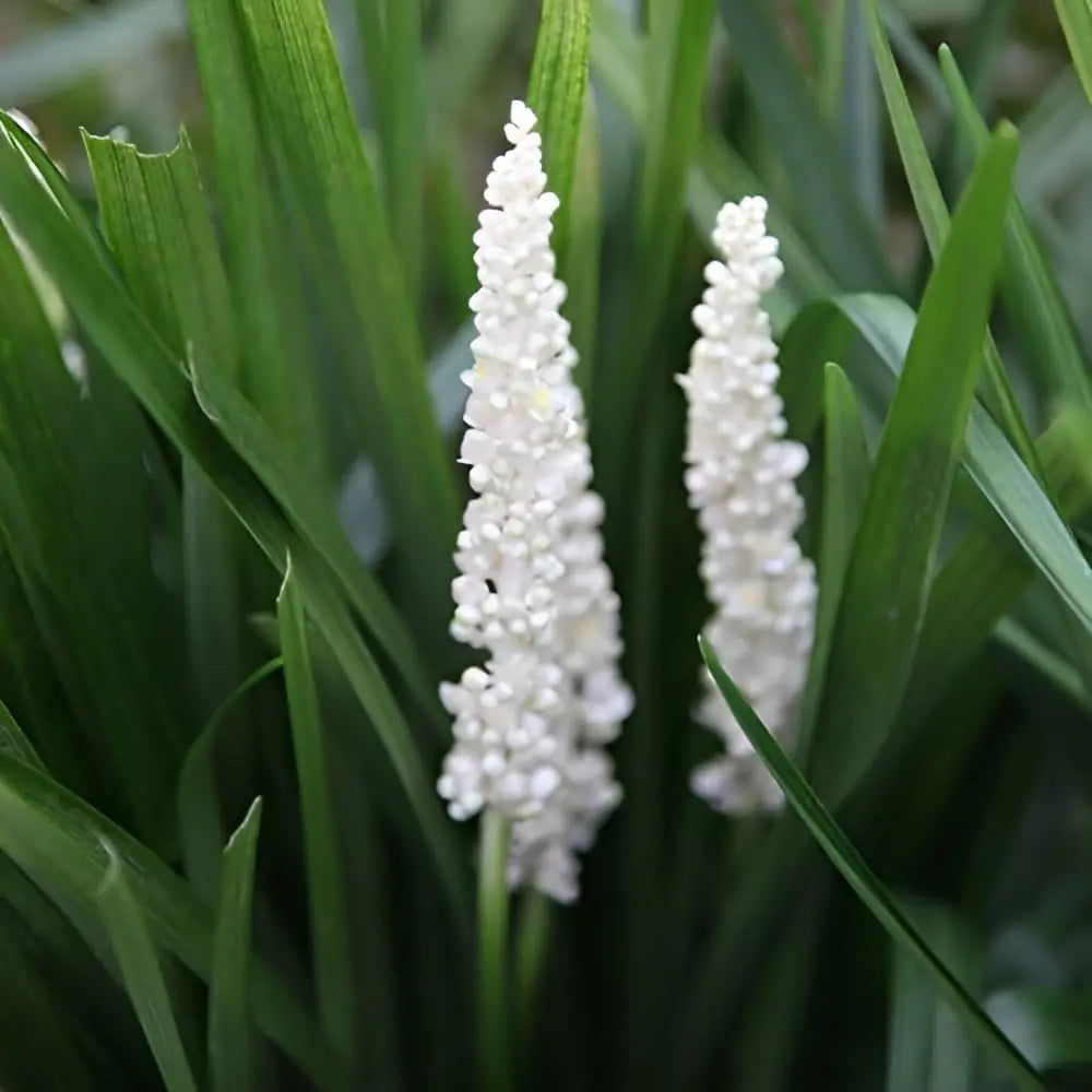 Weiße Liriope muscari 'Monroe White' Staude von Stauden Gänge, zeigt die blühende Lilientraube mit schmalen Blättern.