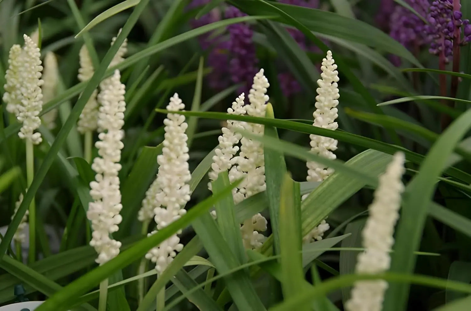 Weiße Liriope muscari 'Monroe White' Staude von Stauden Gänge, zeigt blühende, lanzettliche Blätter und weiße Blüten.
