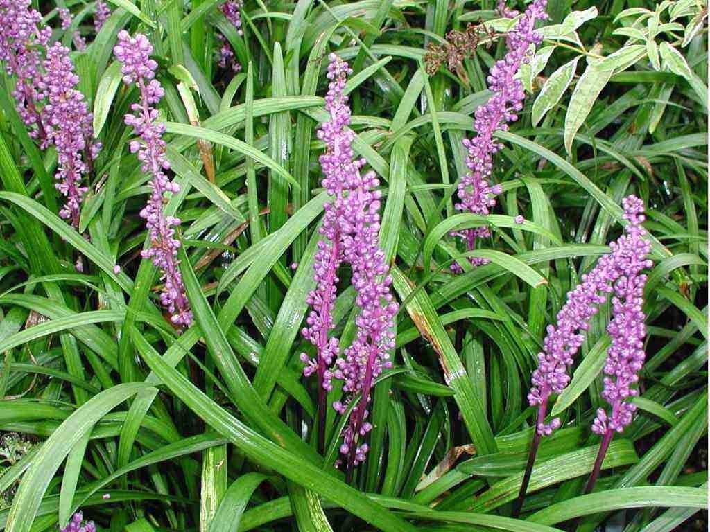 Liriope muscari 'Purple Passion', lilienartige Staude mit violettem Blütenmeer, von Stauden Gänge.