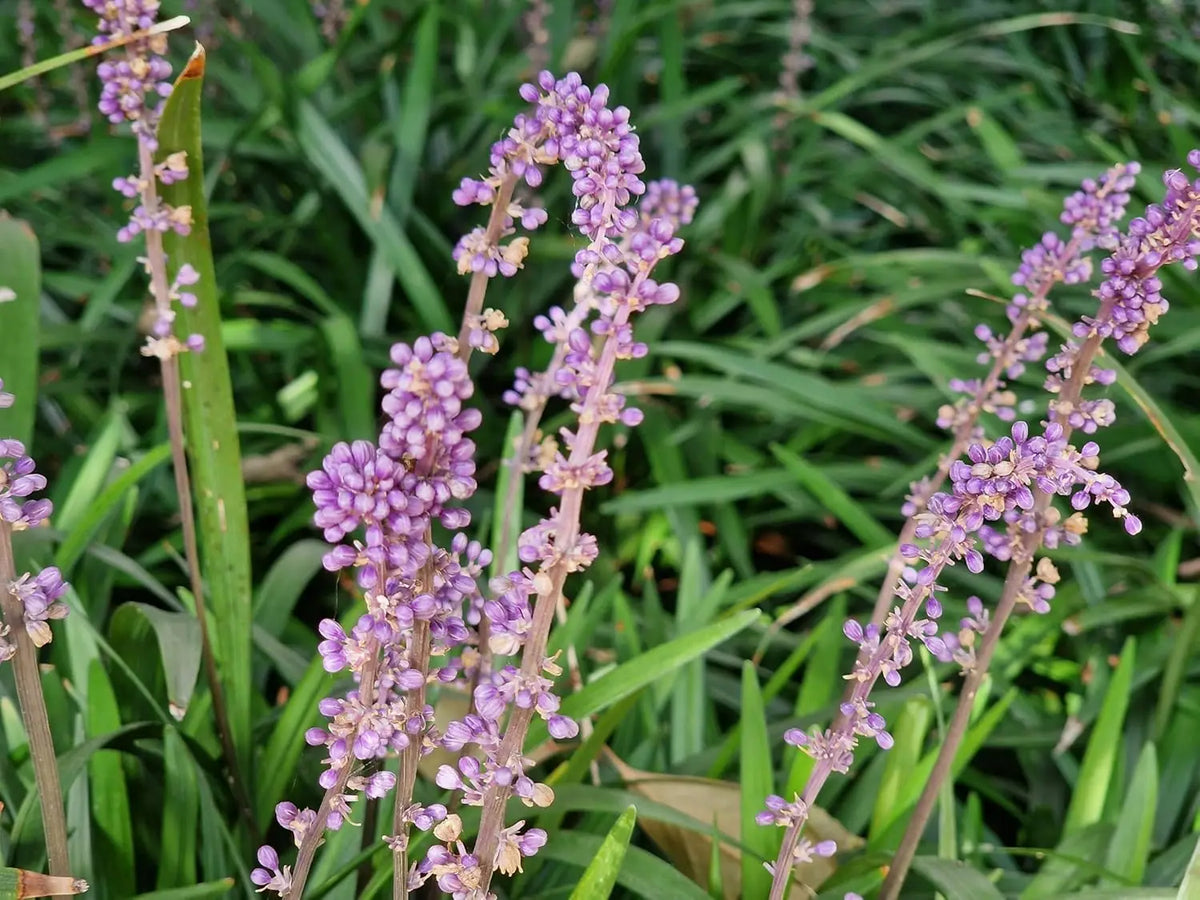 Liriope muscari 'Purple Passion' Staude mit lavendelblauen Blüten, wächst in einem Garten, von Stauden Gänge.