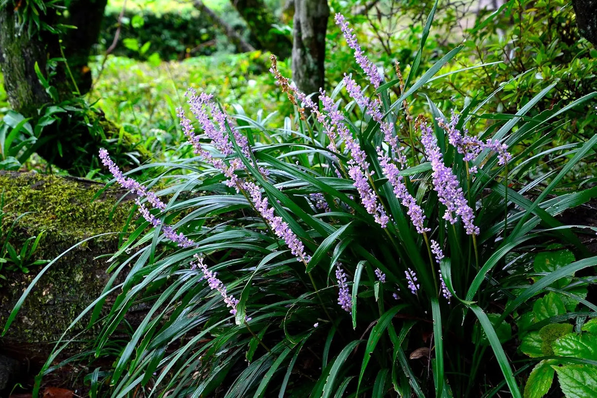 Liriope muscari 'Purple Passion' Staude von Stauden Gänge mit lilienähnlichen blauen Blüten im Garten.