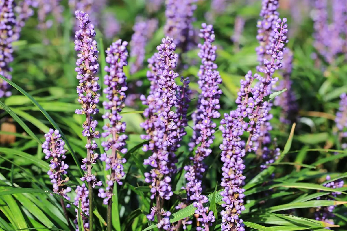 Liriope muscari 'Purple Passion', eine Staude mit lila Blüten, im Garten, von Stauden Gänge, Nahaufnahme der Pflanze.
