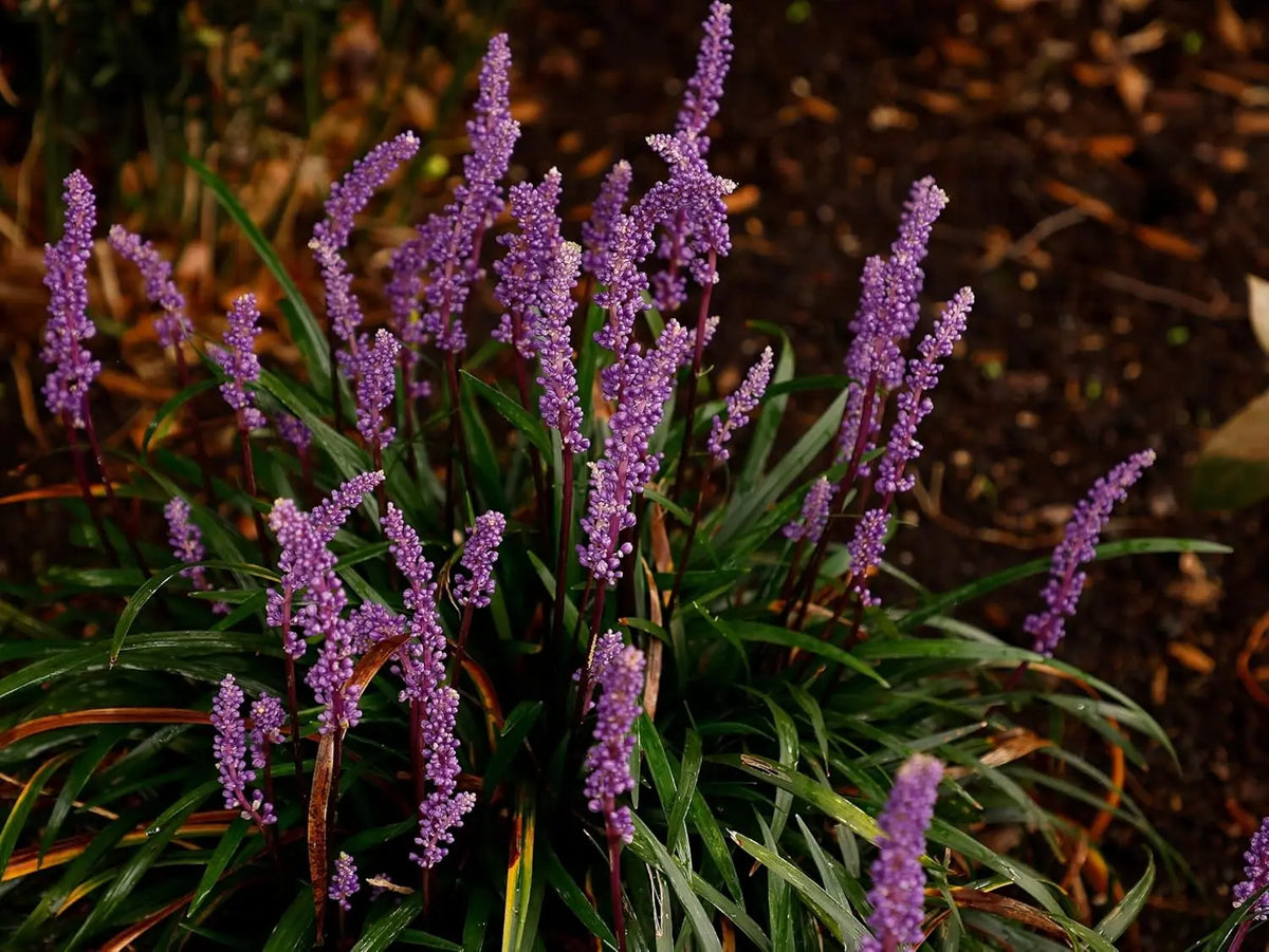 Liriope muscari 'Purple Passion', lilienartige Staude mit violett-blauen Blüten, von Stauden Gänge, im Garten fotografiert