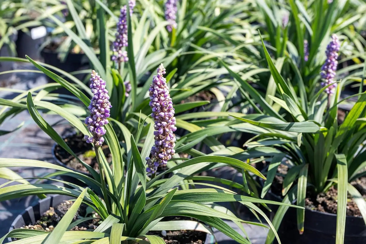 Blick auf die Staude Liriope muscari 'Royal Purple' mit violellen Blüten, wächst als Zierpflanze im Garten.