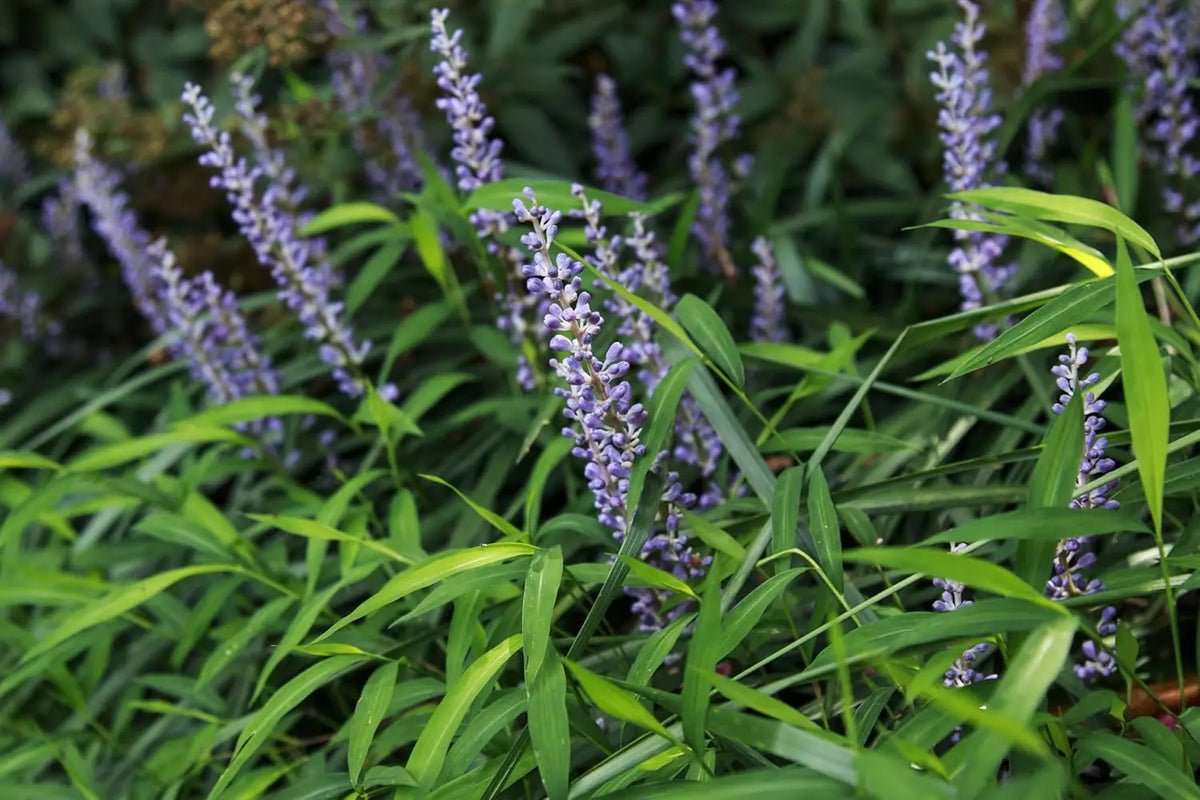 Liriope muscari 'Royal Purple', Staude mit dunkelviolellen Blüten, von Stauden Gänge, Nahaufnahme der Pflanze.