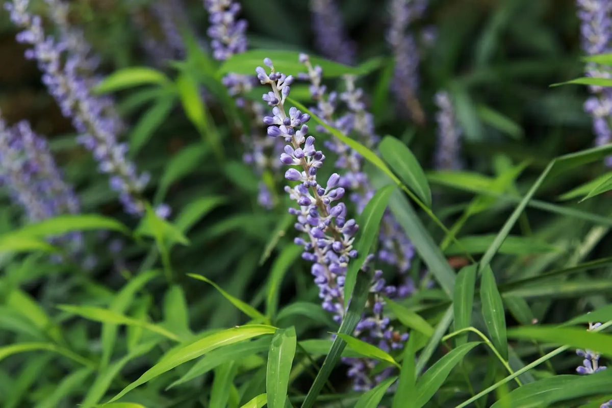 Liriope muscari 'Royal Purple' Staude mit violellen Blüten, wächst in einem Garten, von Stauden Gänge.