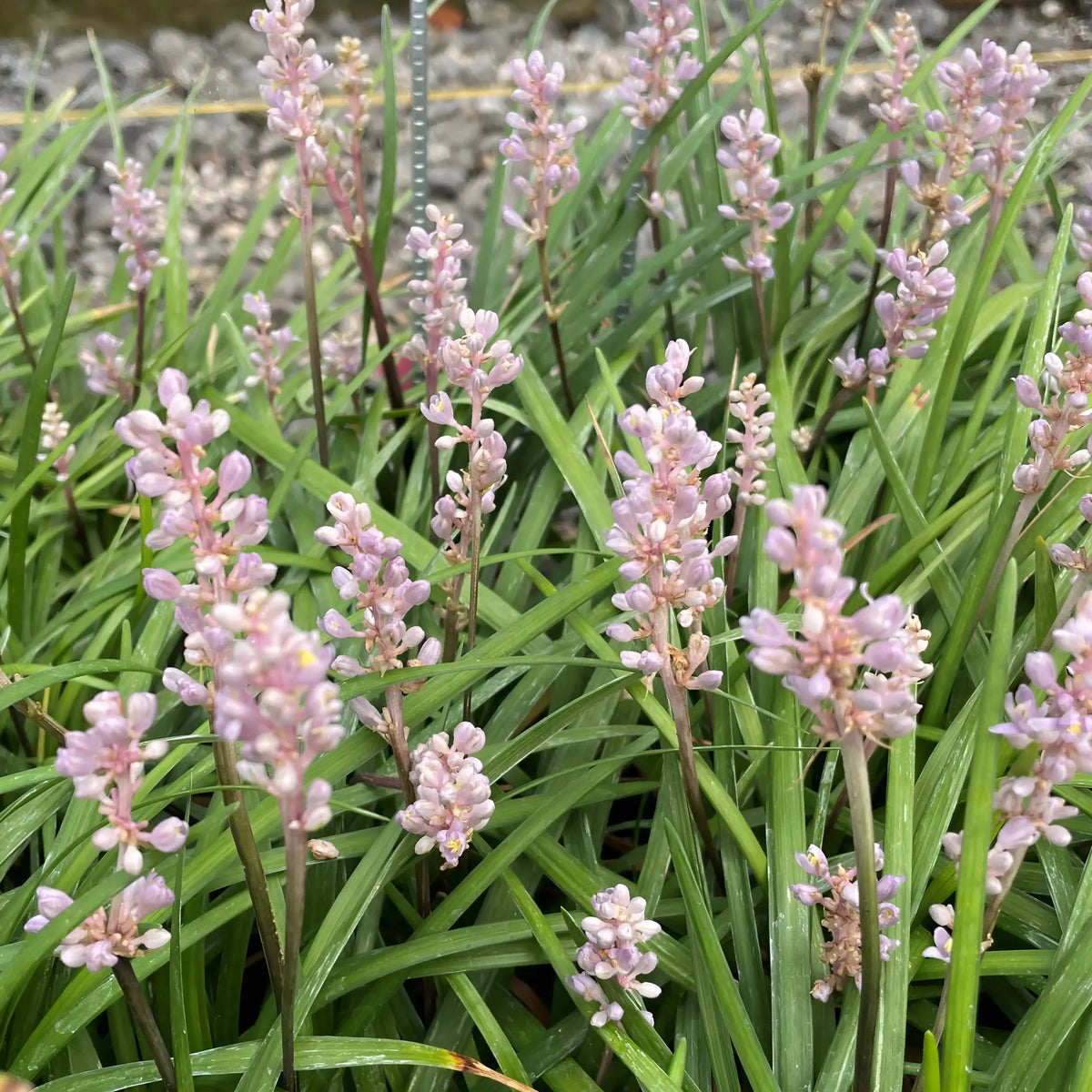 Liriope muscari 'Samantha' Staude mit rosa Lilientraube, grüne Blätter und blühende rosa Blüten, Stauden Gänge.