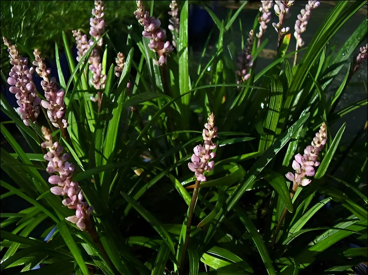 Liriope muscari 'Samantha' Staude mit rosa Lilientraube, grüne Blätter und violette Blüten, von Stauden Gänge.