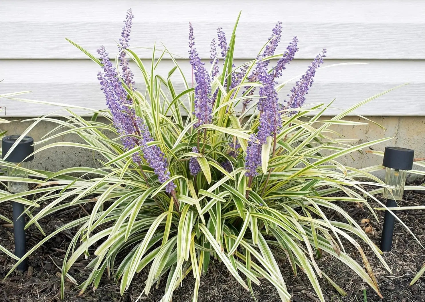 Bunte Liriope muscari 'Variegata' Staude mit grün-weiß variierten Blättern, typische Lilientraube-Pflanze von Stauden Gänge