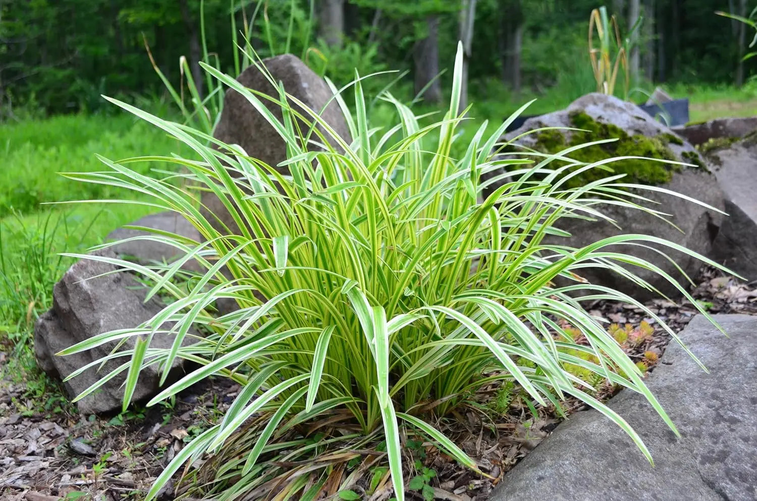 Bunte Liriope muscari 'Variegata' Staude mit variiert grünen und weißen Blättern, robuste Pflanze von Stauden Gänge