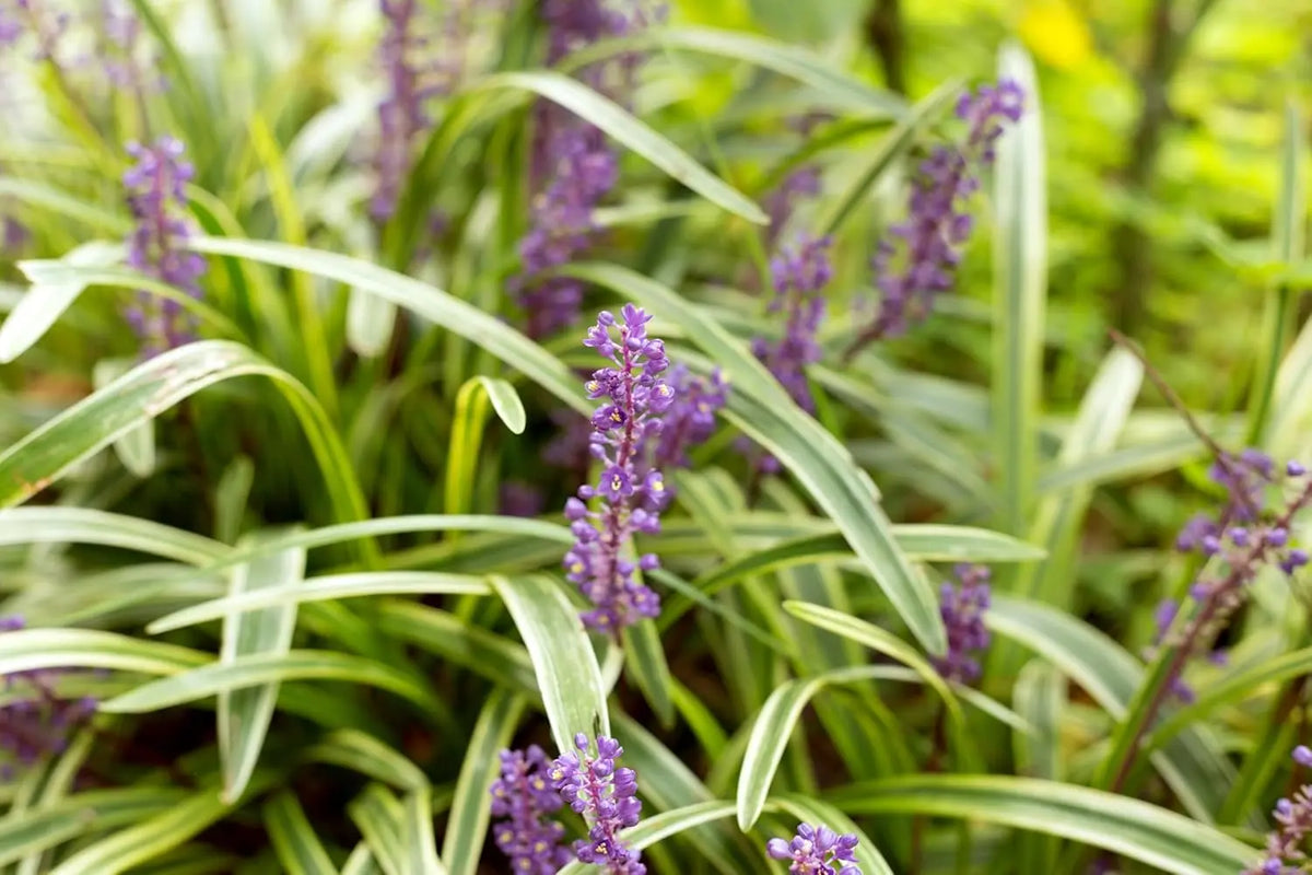 Bunte Liriope muscari 'Variegata' Staude mit grün-weißen Blättern und lilafarbenen Blüten, Stauden Gänge, Gartenpflanze