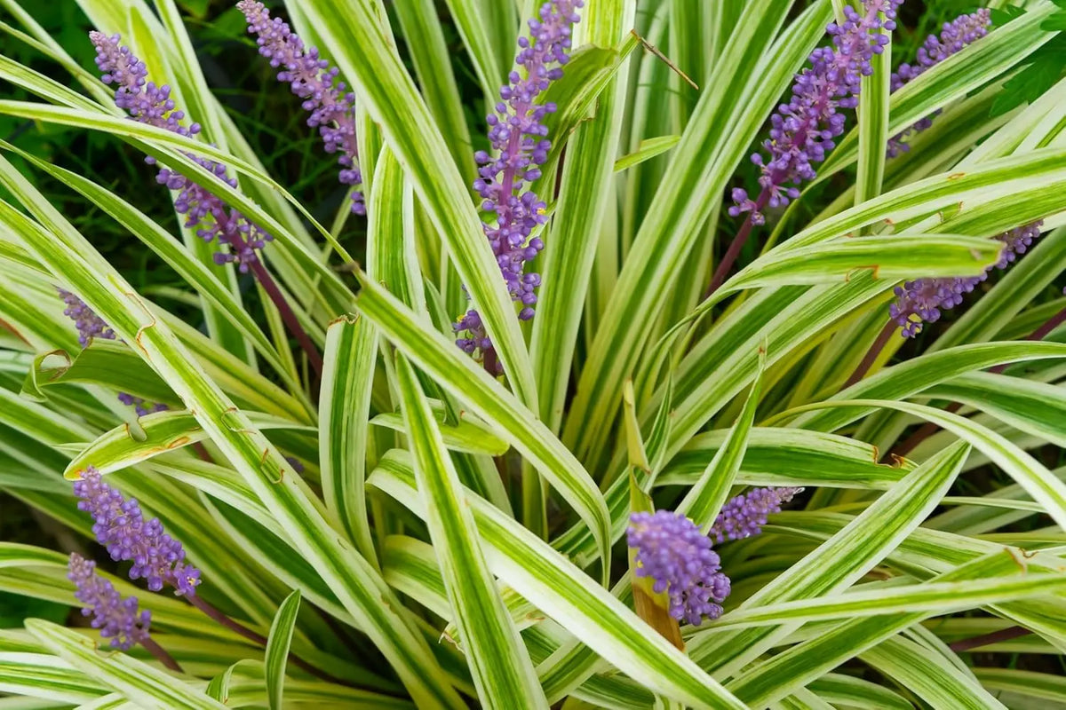 Bunte Liriope muscari 'Variegata' Staude mit variierten grünen und weißen Blättern, blüht mit violellen Blüten, von Stauden Gänge