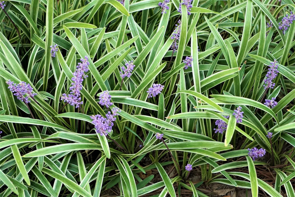 Bunte Liriope muscari 'Variegata' Staude mit grünen und cremefarbenen Blättern, wächst als Zierpflanze in Gärten.