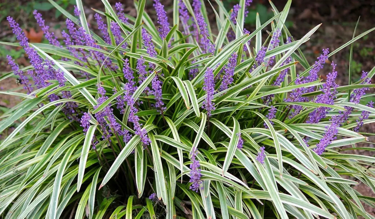 Bunte Liriope muscari 'Variegata', Staude mit variegierten Blättern und blauen Blüten, von Stauden Gänge.
