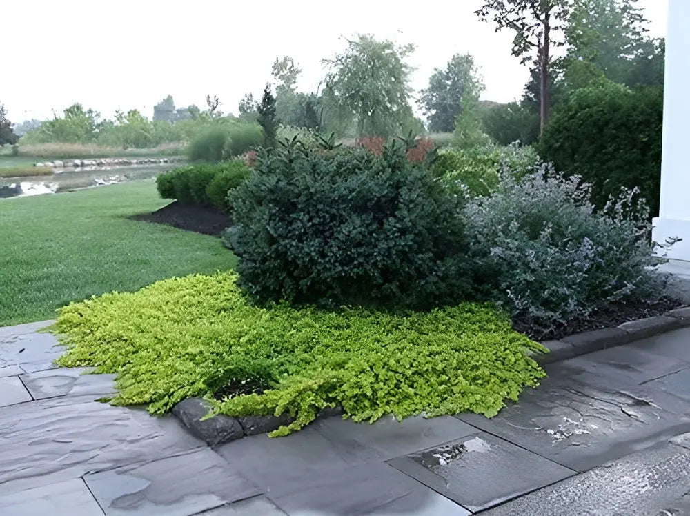 Gelbes Pfennigkraut Lysimachia nummularia 'Aurea' Staude, wächst dicht und vital, mit leuchtend gelben Blättern, bei Stauden Gänge.