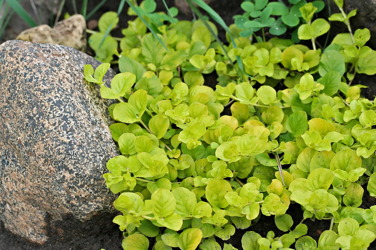 Gelbes Pfennigkraut Lysimachia nummularia 'Aurea' als Staude, mit grünen Blättern und goldgelben Blüten, von Stauden Gänge