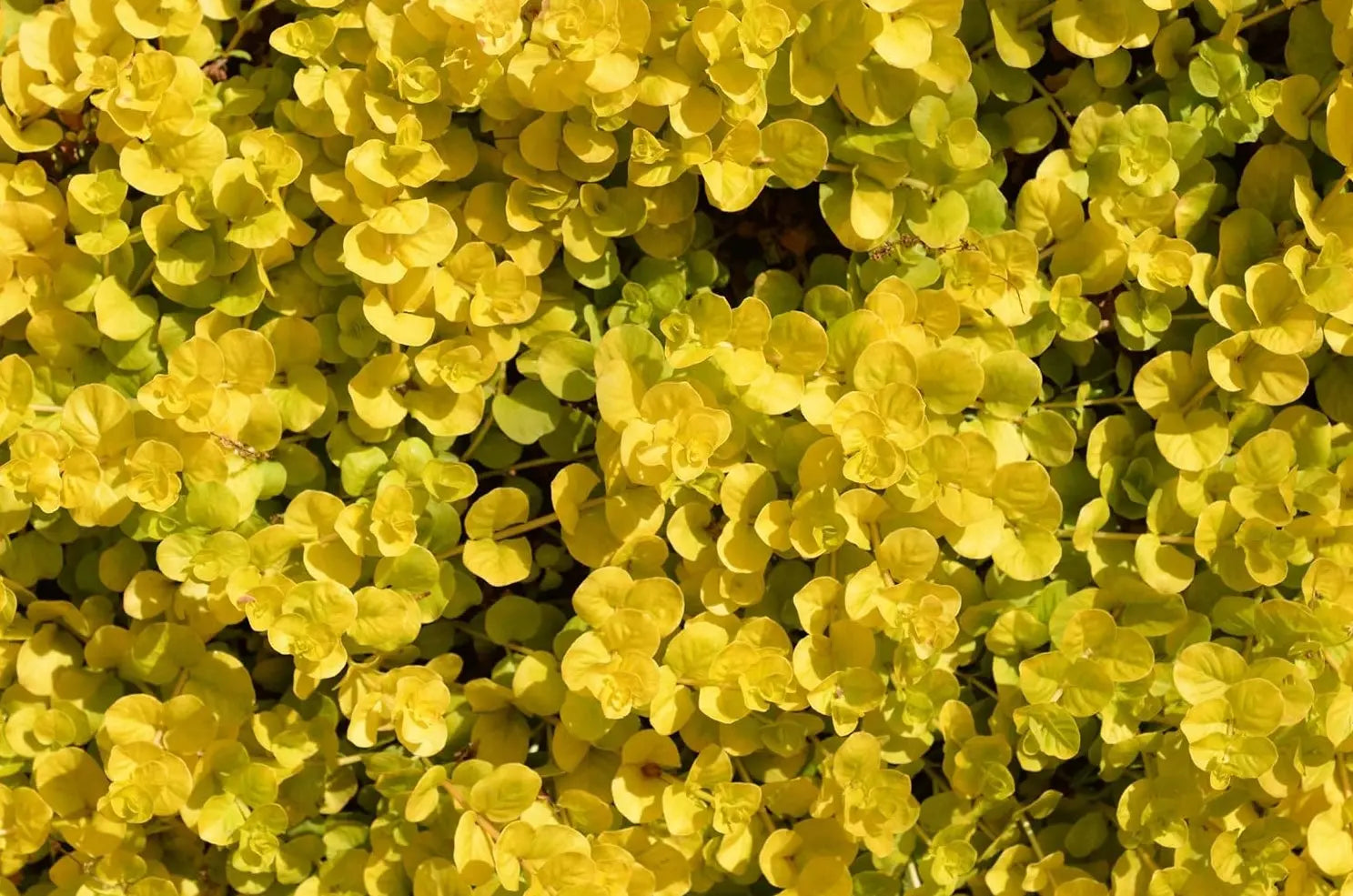 Gelbes Pfennigkraut Lysimachia nummularia 'Aurea' als Staude, mit goldgelben Blättern, von Stauden Gänge.