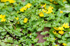 Lysimachia nummularia, Pfennigkraut Staude von Stauden Gänge, grüne Blätter und bodendeckende Pflanze, Nahaufnahme