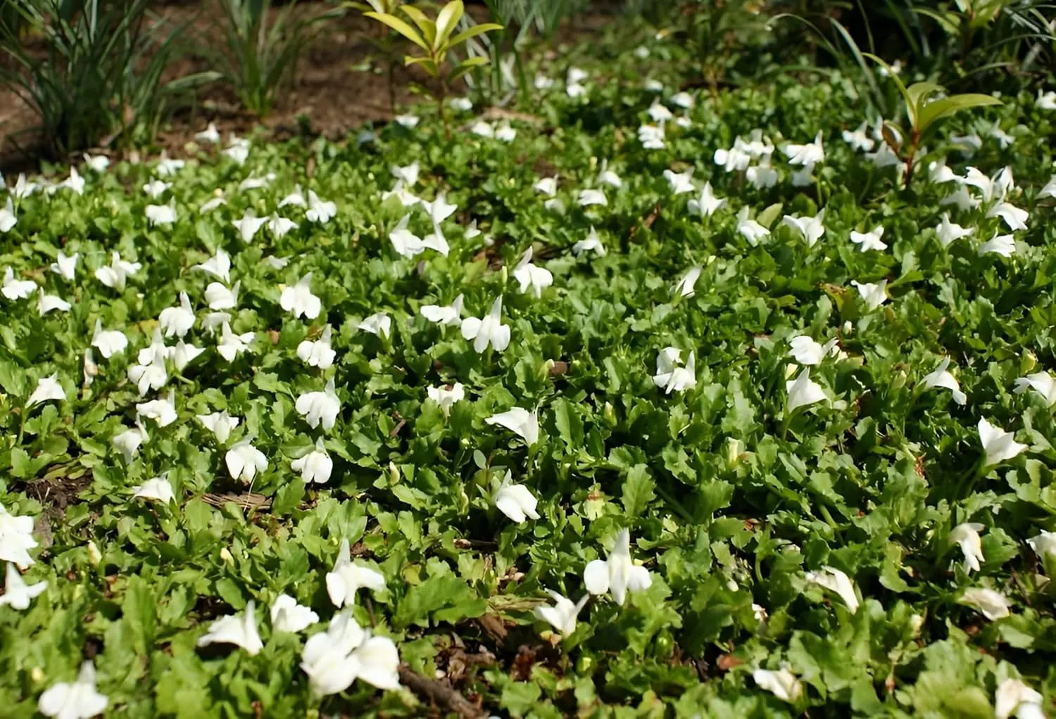Mazus reptans 'Albus', weiße Staude mit kleinen Blüten, wächst niedrig, von Stauden Gänge, ideal für Steingärten und Bodendecker