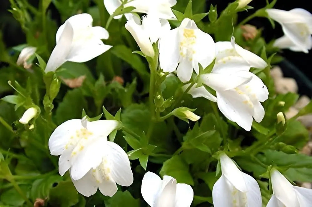 Weißes Lippenmäulchen (Mazus reptans 'Albus') Staude, Bodenbedeckende Pflanze mit kleinen weißen Blüten, von Stauden Gänge