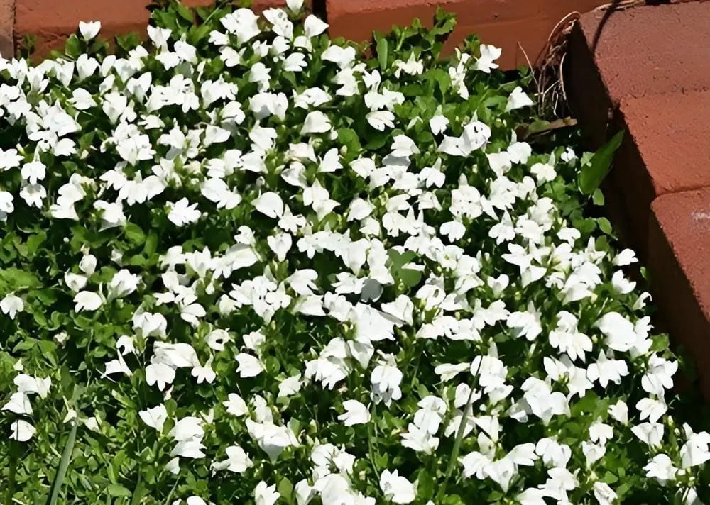 Weiße Staude Mazus reptans 'Albus' mit kleinen blühenden Lippenmäulchen, von Stauden Gänge.
