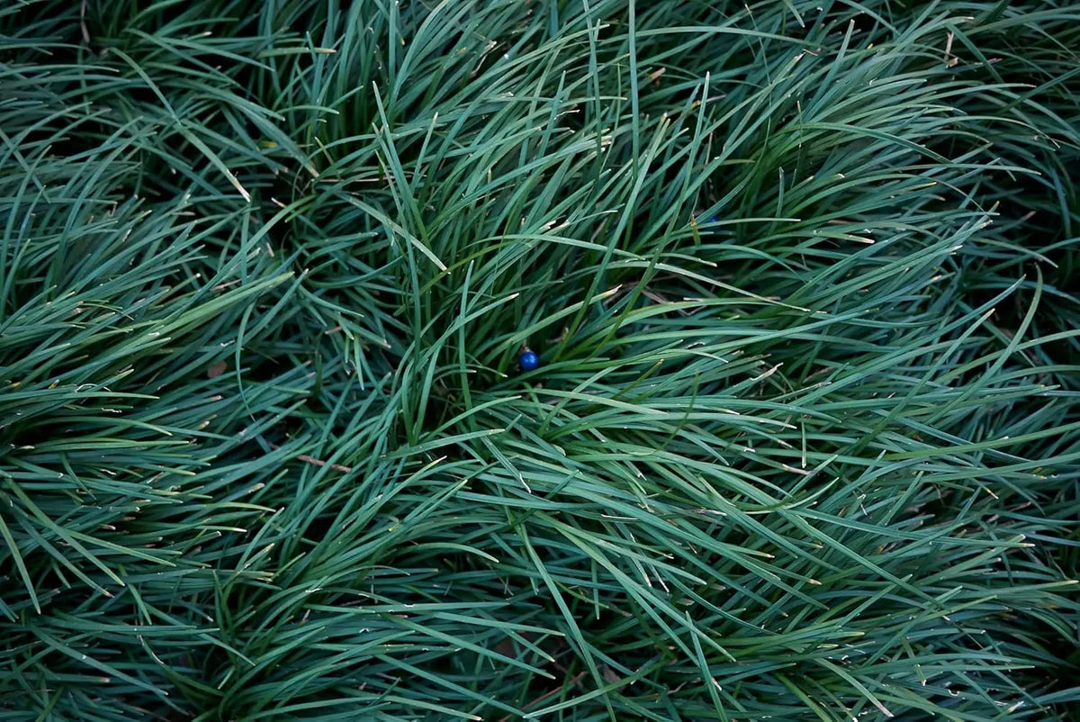 Japanischer Schlangenbart (Ophiopogon japonicus) Staude, grüne, schmale Blätter, frisch und gesunde Pflanze, Stauden Gänge.