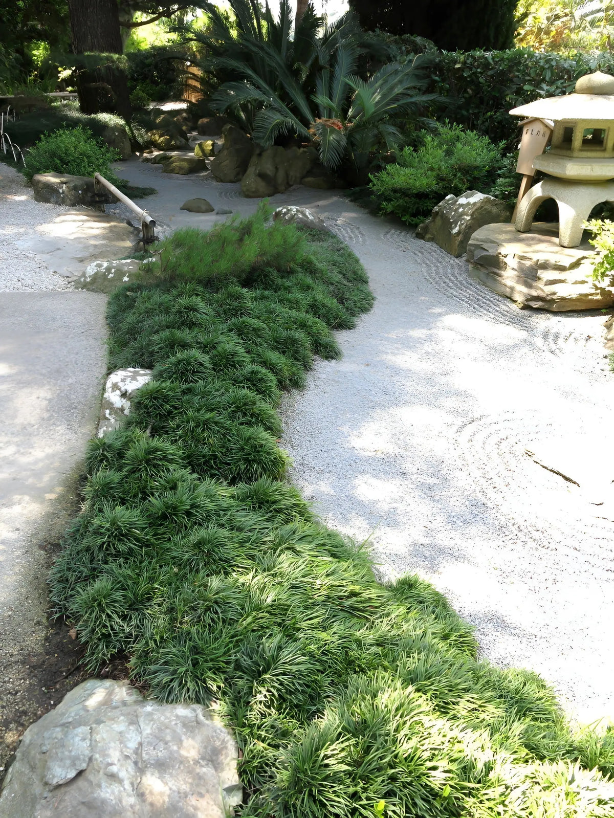 Kleine Staude Ophiopogon japonicus ‚Nana‘, Zwerg-Schlangenbart von Stauden Gänge, grüne Blätter und kompakte Form sichtbar