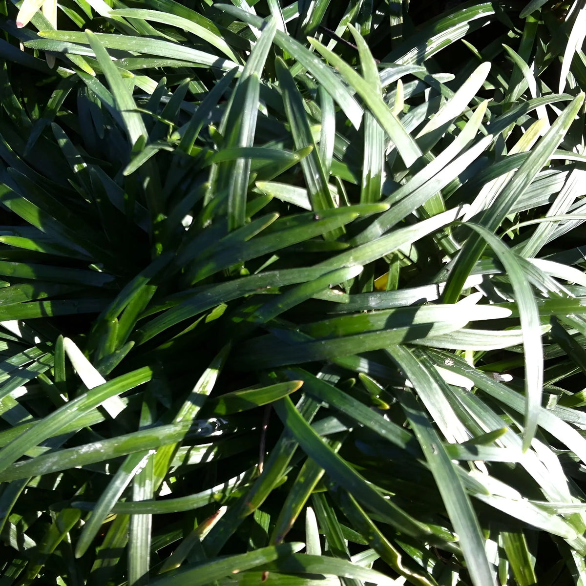 Ophiopogon japonicus ‚Nana‘ Zwerg-Schlangenbart, Staude mit dünnen grünen Blättern, im Garten fotografiert
