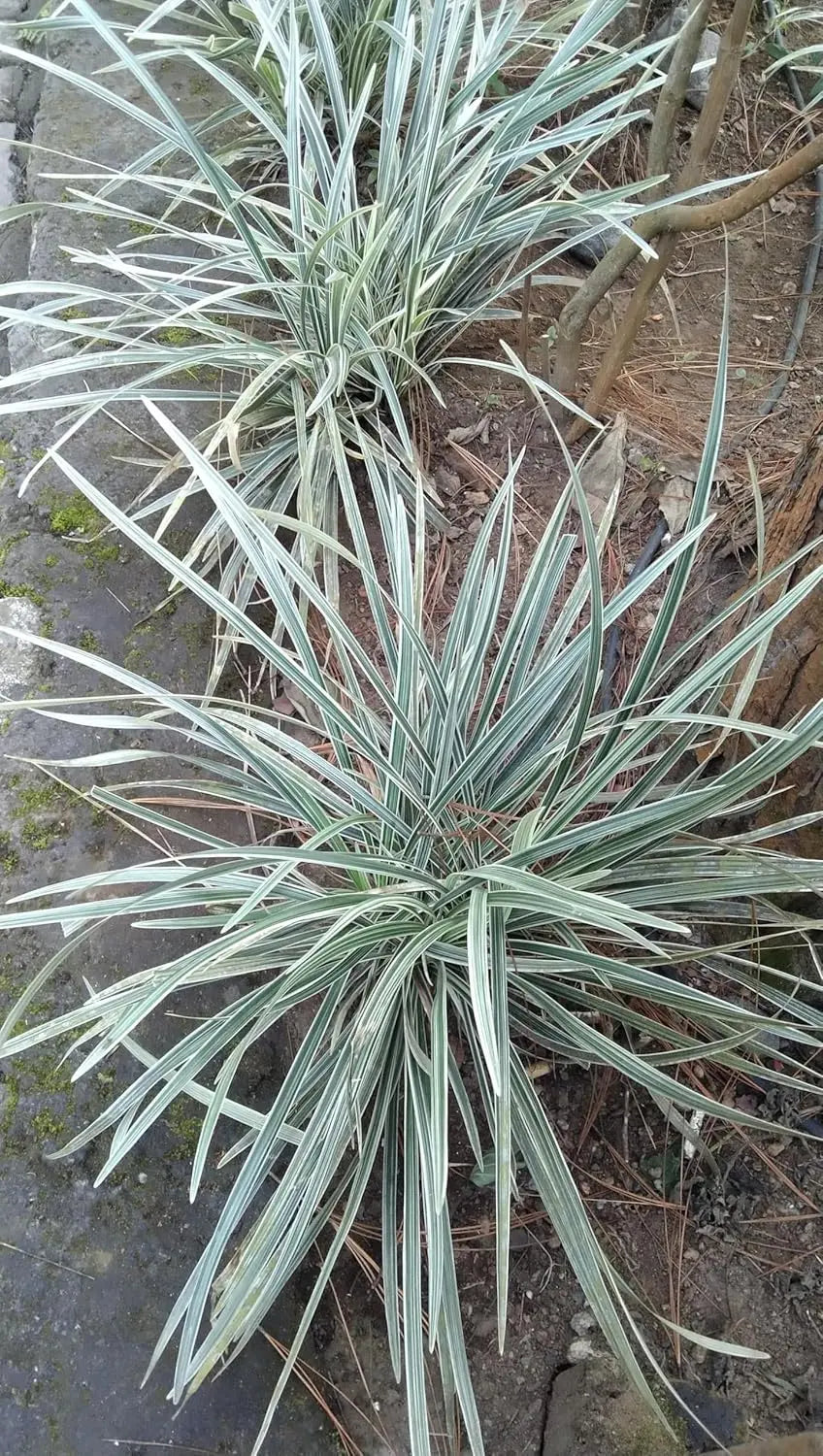 Bunte Japanische Staude Ophiopogon japonicus 'Silver Dragon' mit silbrigen Blättern, wächst als Zierpflanze in einem Garten.