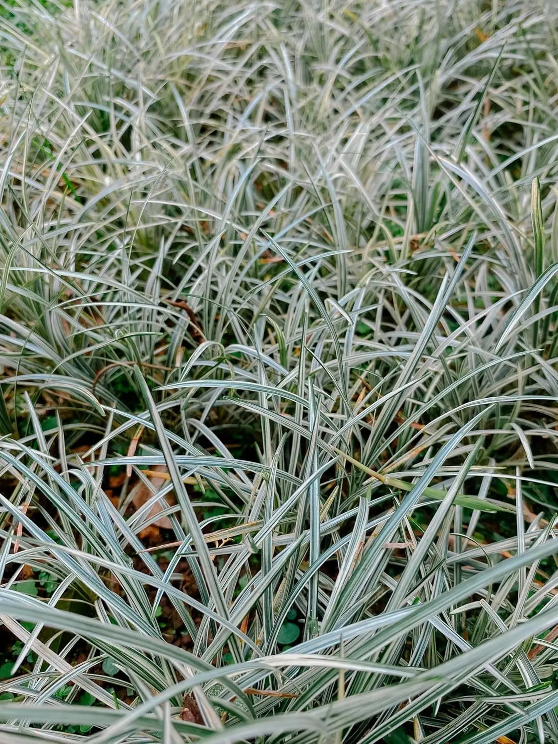 Bunte Staude Ophiopogon japonicus 'Silver Dragon' mit silbrigen Blättern, Japanischer Schlangenbart, Stauden Gänge