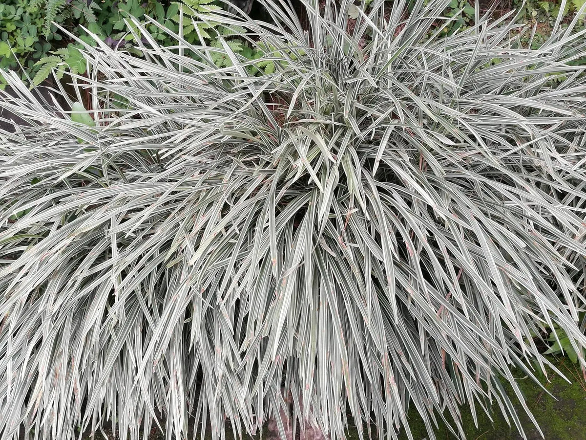 Bunte Staude Ophiopogon japonicus 'Silver Dragon' mit silbrig-grünen Blättern, japanischer Schlangenbart, Stauden Gänge