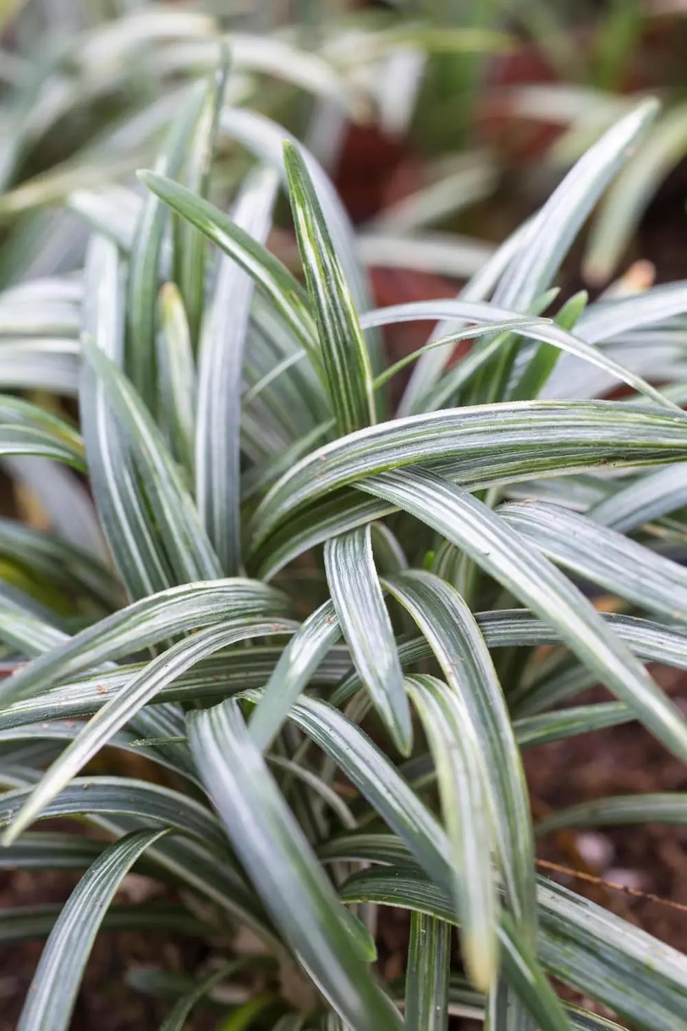 Bunte Staude Ophiopogon japonicus 'Silver Dragon' mit silbrig-grünen Blättern, japanischer Schlangenbart, Stauden Gänge