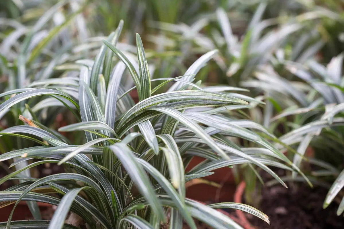 Bunte Staude Ophiopogon japonicus 'Silver Dragon' mit silbernen und grünen Blättern, Japanischer Schlangenbart, Stauden Gänge