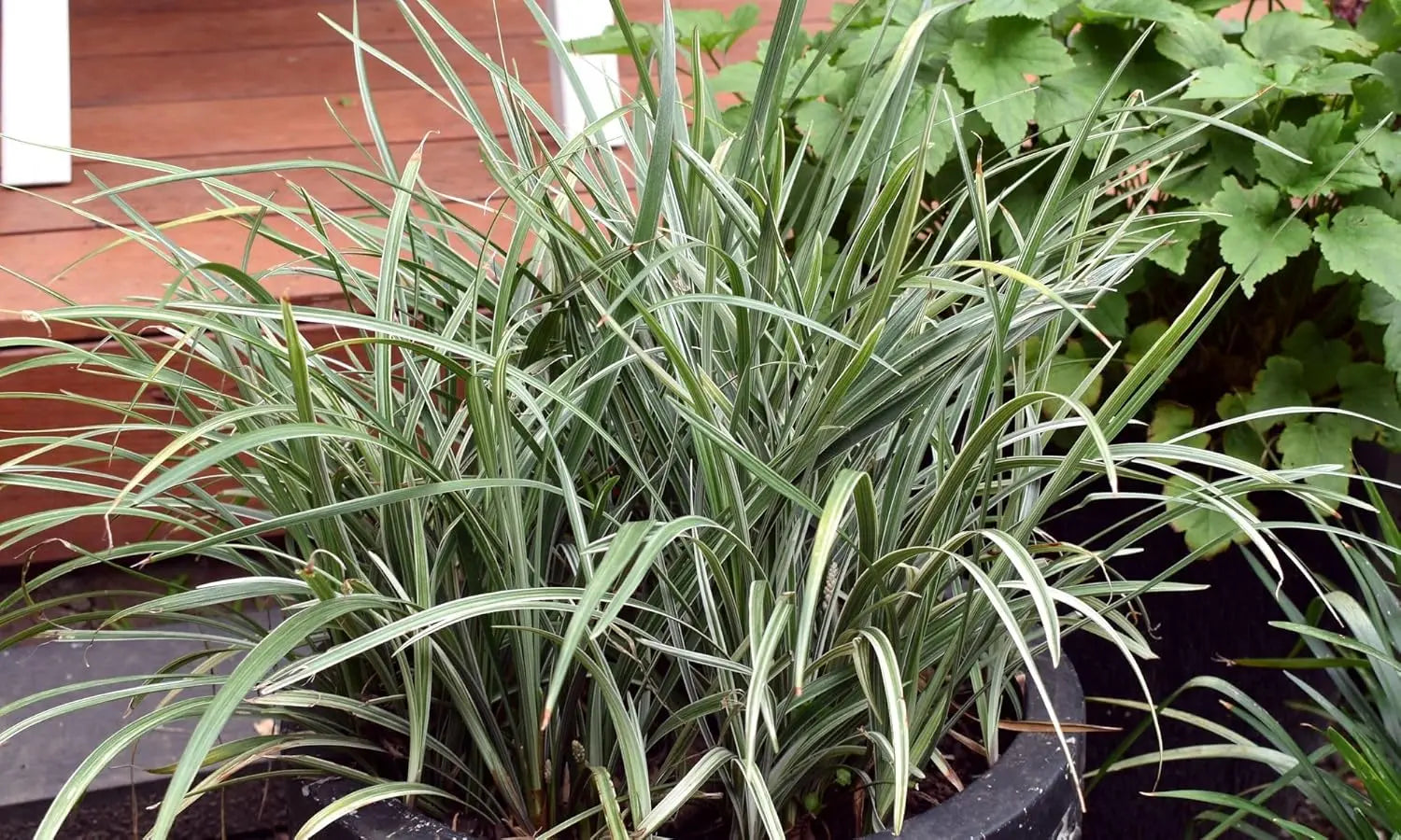 Bunte Staude Ophiopogon japonicus 'Silver Dragon' mit silbernen und grünen Blättern, Japanischer Schlangenbart, Stauden Gänge
