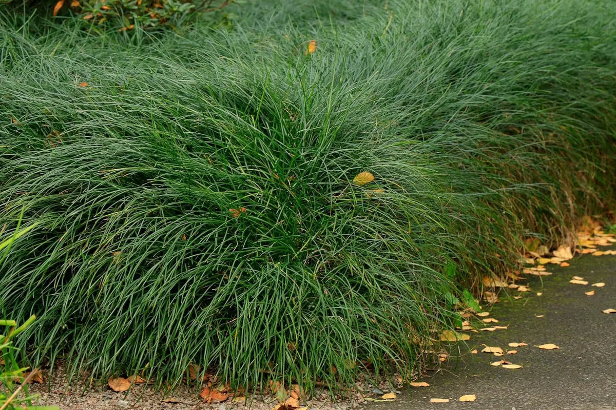 Japanischer Schlangenbart Ophiopogon japonicus 'Sparkler', Staude mit schmalen grünen Blättern und zarten Blüten, Stauden Gänge.