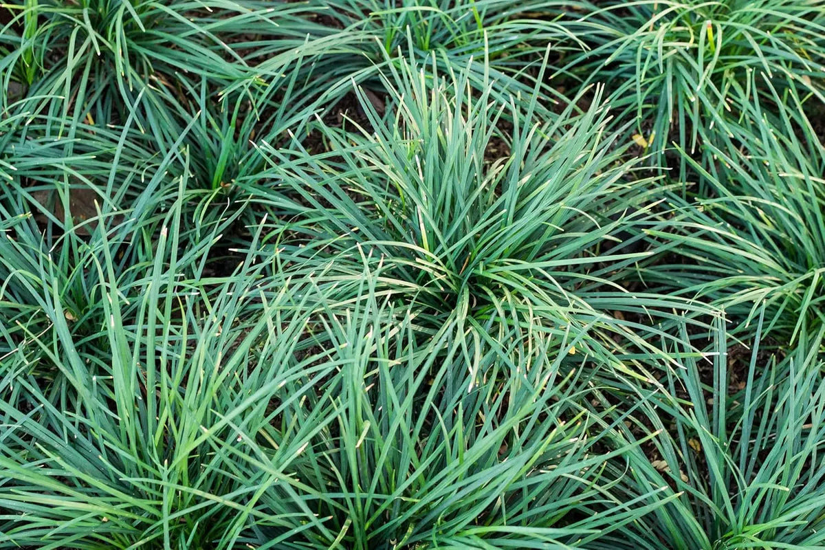 Japanischer Schlangenbart Ophiopogon japonicus 'Sparkler', Staude mit schmalen grünen Blättern, von Stauden Gänge fotografiert
