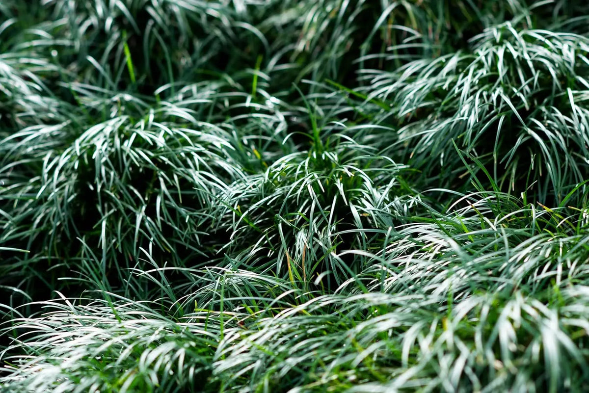 Japanischer Schlangenbart Ophiopogon japonicus 'Sparkler' Staude, grüne Blätter mit weißen Spitzen, bei Stauden Gänge.
