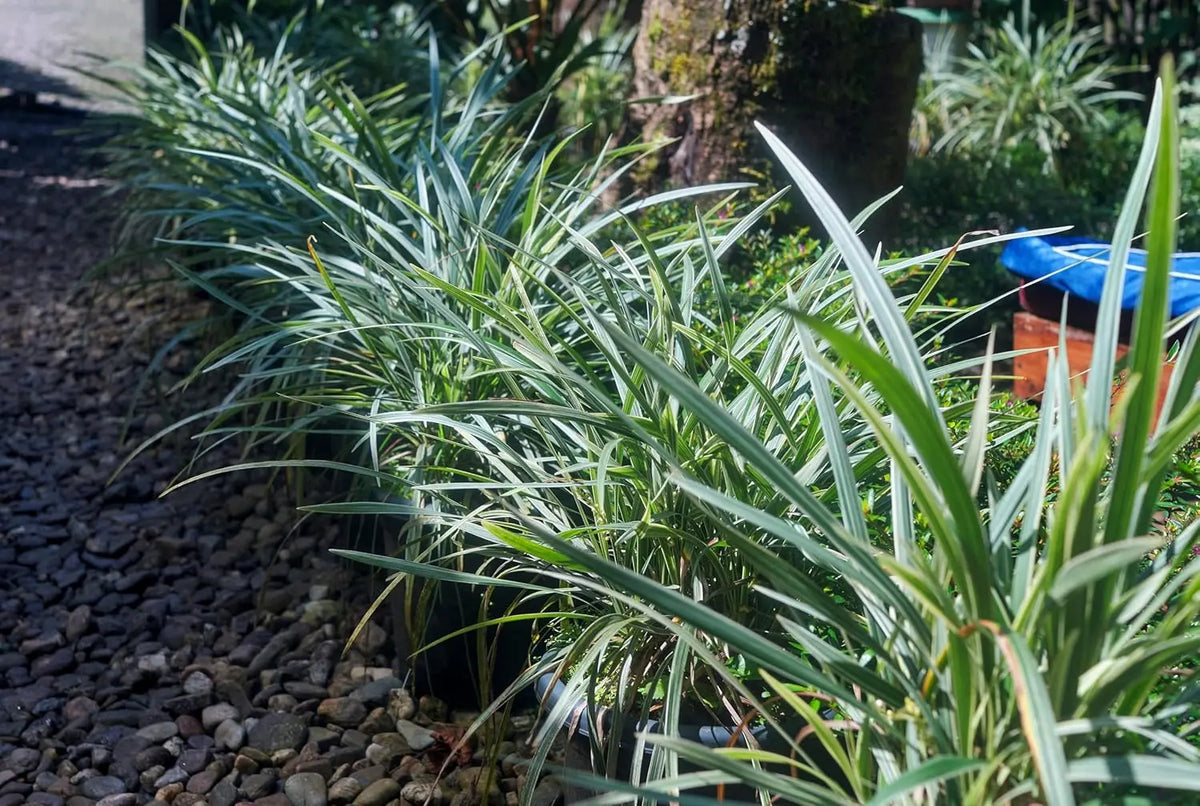 Bunte Staude Ophiopogon japonicus 'Variegata' mit grün-weiß variiertem Laub, Japanischer Schlangenbart, Stauden Gänge