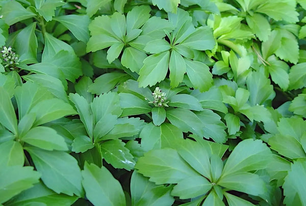 Pachysandra terminalis / Dickmännchen