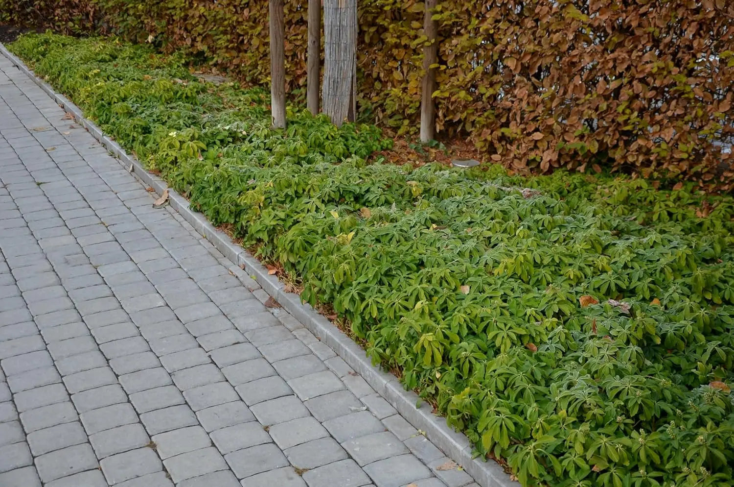 Pachysandra terminalis, eine grüne Staude von Stauden Gänge, mit glänzenden Blättern, ideal für schattige Gartenbereiche