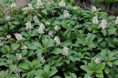 Grüne Pachysandra terminalis 'Green Carpet' Dickmännchen, immergrüne Staude, dicht wachsend, ideal für Bodendecker, von Stauden Gänge