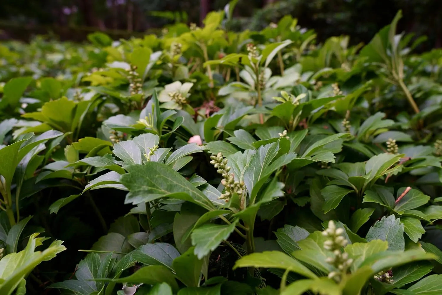 Grüne Pachysandra terminalis 'Green Carpet' Dickmännchen, Staude, wächst als Bodendecker mit schmalen grünen Blättern.
