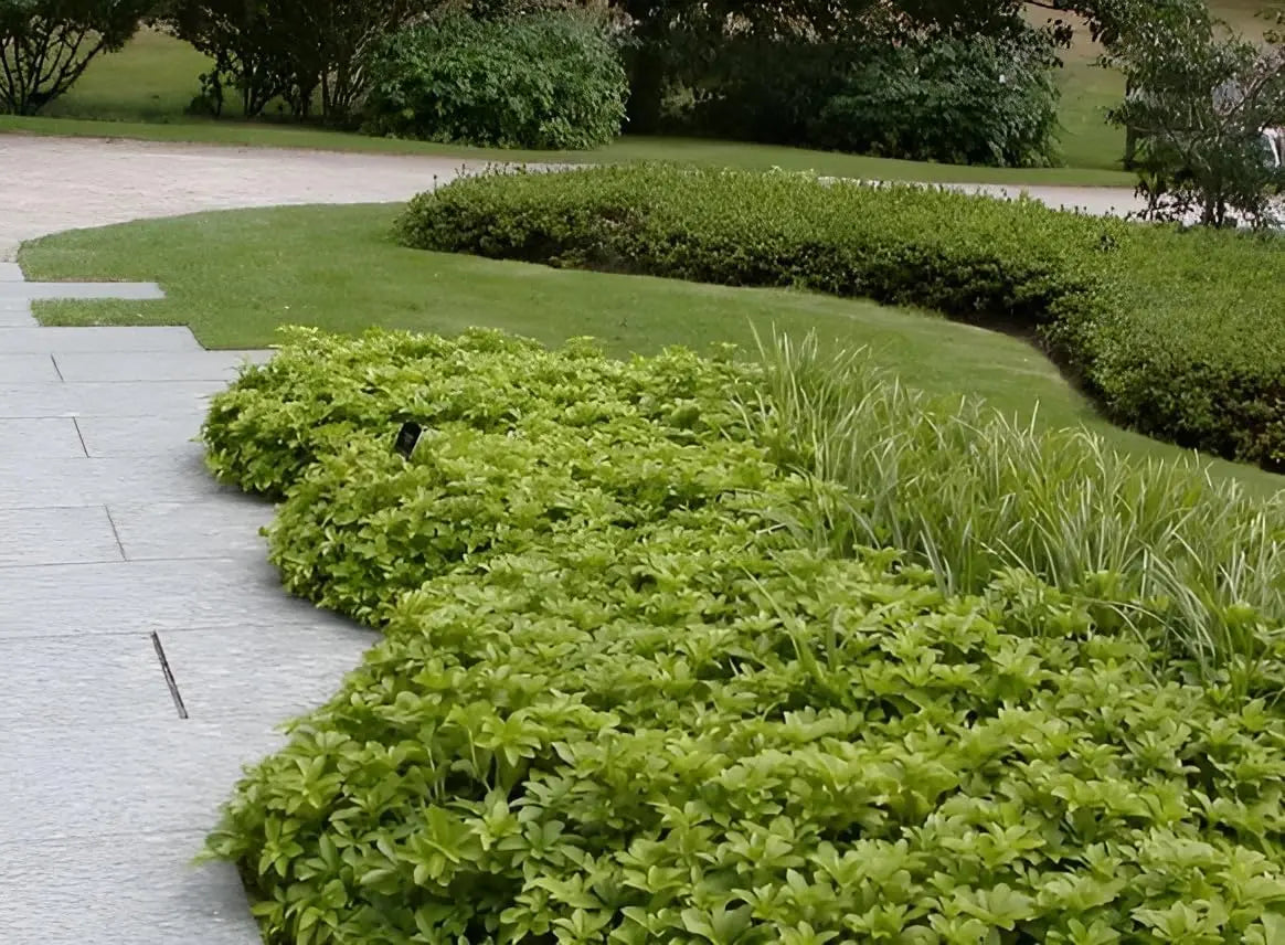 Grüne Pachysandra terminalis 'Green Carpet' Dickmännchen, immergrüne Staude mit dichten, blattreichen Bodendeckern.