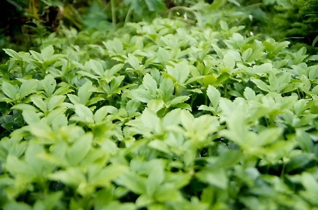 Pachysandra terminalis 'Green Carpet', Dickmännchen, grüne Staude, dicht wachsend, im Garten, mit glänzenden Blättern