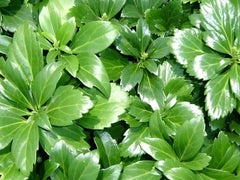 Grüne Pachysandra terminalis 'Green Sheen' Dickmännchen, Staude, wächst im Garten, mit glänzenden Blättern, von Stauden Gänge.