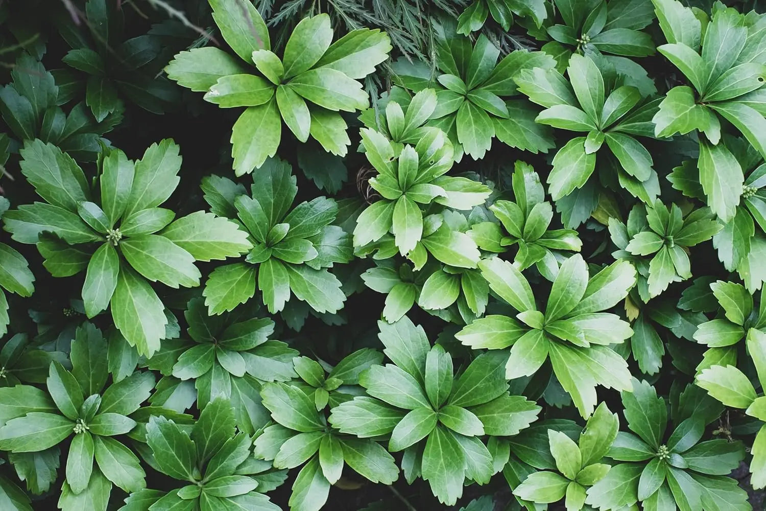 Pachysandra terminalis 'Green Sheen', grüne Dickmännchen Staude, mit glänzenden Blättern, von Stauden Gänge.