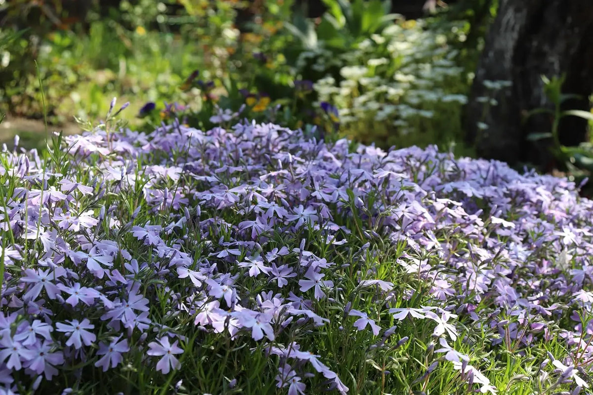 Blaue Staude Phlox subulata 'Emerald Cushion Blue' von Stauden Gänge, kompakte Polster-Phlox in voller Blüte.