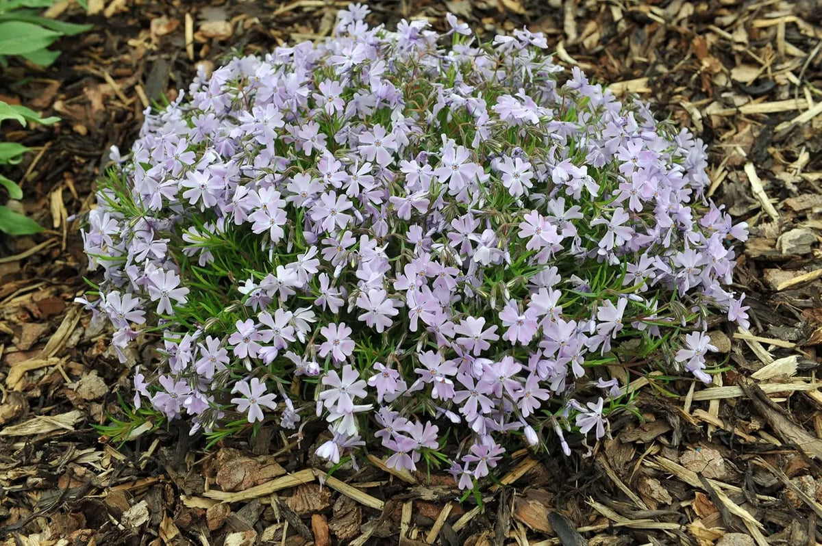 Blauer Polster-Phlox 'Emerald Cushion Blue' Staude von Stauden Gänge, wächst niedrig mit dichten, blauen Blüten.