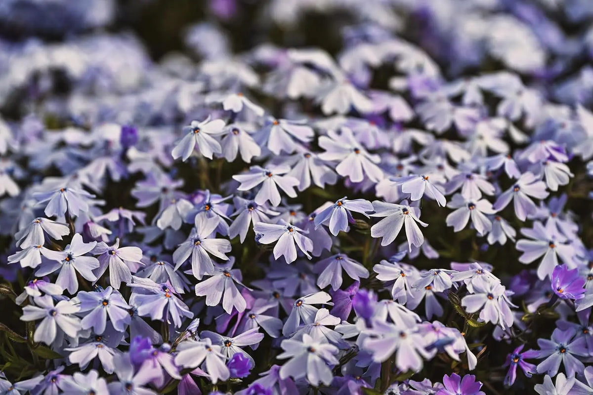 Blauer Polster-Phlox 'Emerald Cushion Blue' Staude von Stauden Gänge, dicht wachsend mit grünen Blättern und blauen Blüten.