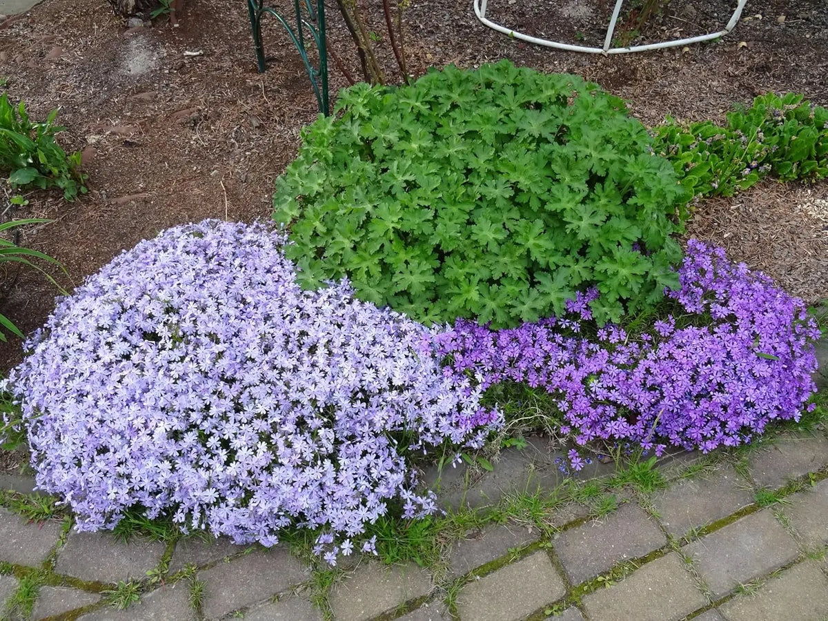 Blaue Staude Phlox subulata 'Emerald Cushion Blue' von Stauden Gänge, blühende Polster-Phlox in Garten.